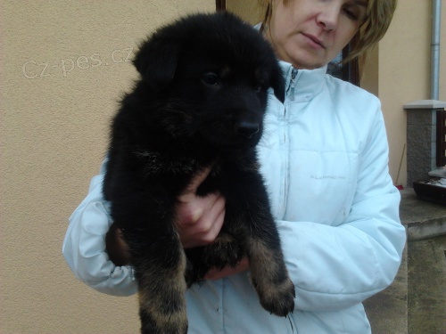 N�meck� ov��k