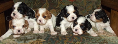 Kaval�r king Charles �pan�l