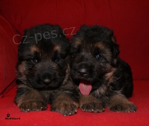 N�meck� ov��k - �t�n� s PP