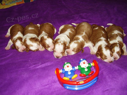 Vel��pringr�pan�l �t���tka s PP