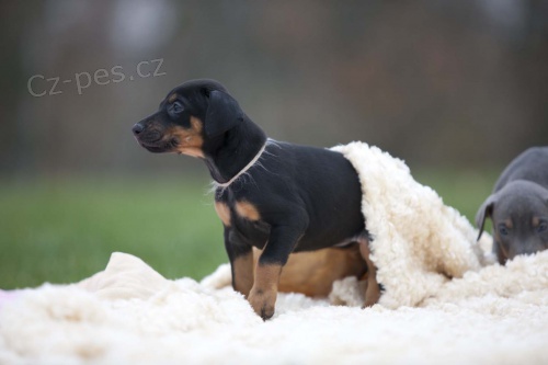 Dobrman-�t���tka po v�born�ch p�edc�ch