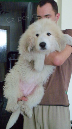 Pyrenejsk� horsk� pes s PP