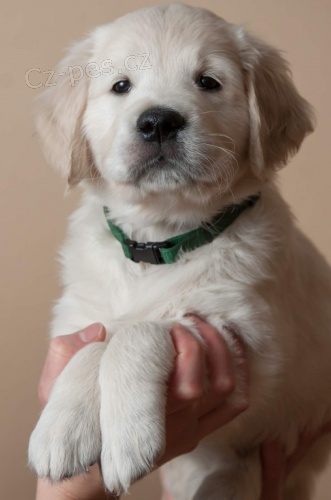 �t���tko zlat�ho retr�vra s PP