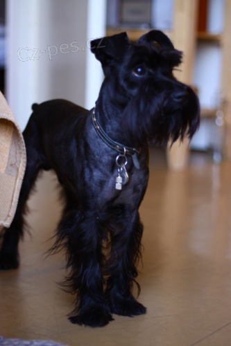 Mal�, �ern�, vesel� a hodn� KN�RA�