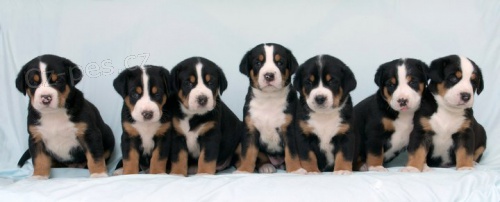 Velk� �v�carsk� sala�nick� pes Trinity Stars