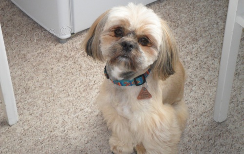 Shih-tzu - nab�dka kryt�