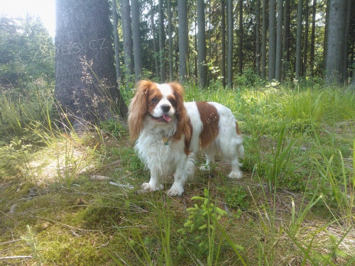 Nab�z�me pejska ke kryt�