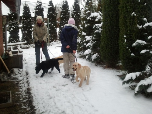 Labradorsk� retr�vr