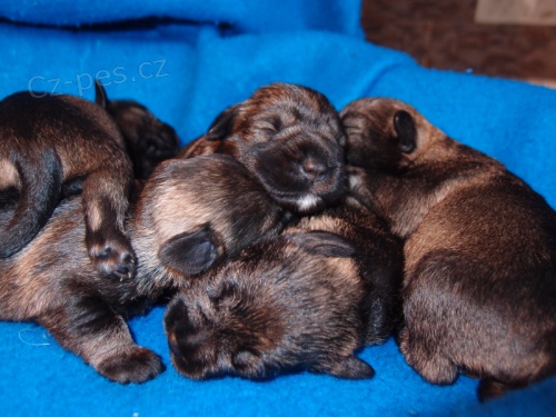 Kn�ra� mal� pep�  a s�l