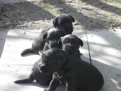 Kn�ra� st�edn� �ern�