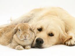 Chovatelsk� zbo��