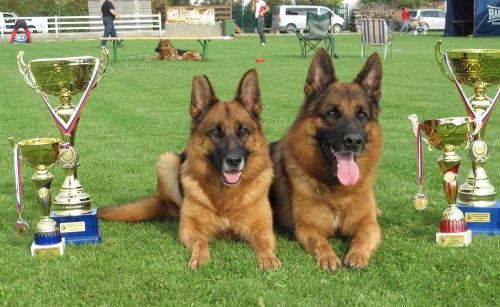 N�meck� ov��k �t��ata z v�b�rov�ho chovu