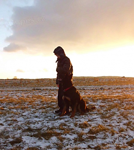 V�chova a v�cvik ps�