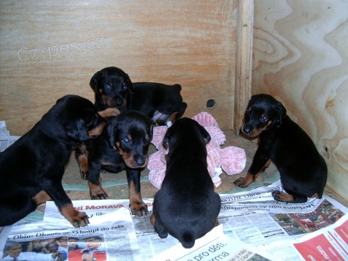 Dobrman - �pi�kov� �t��ata s P