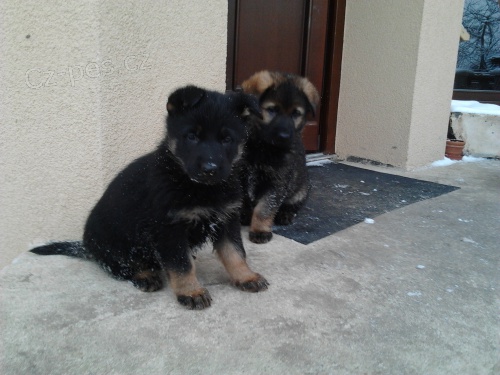 N�meck� ov��k