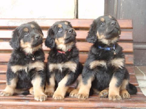 Hovawart - �ernoznakat� fenky s PP zaj�mav� cena