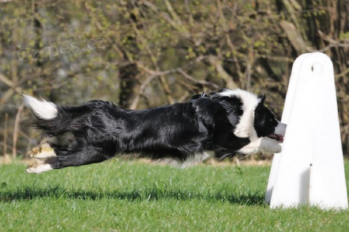 Chovn� pes ke kryt�