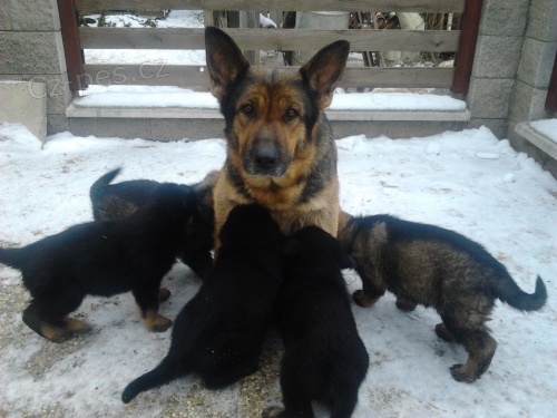 N�meck� ov��k