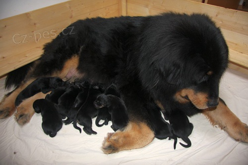 Tibetsk� doga - �t��ata