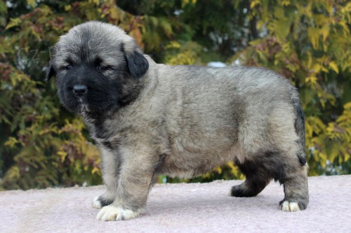 Kavkazsk� pasteveck� pes s PP FCI