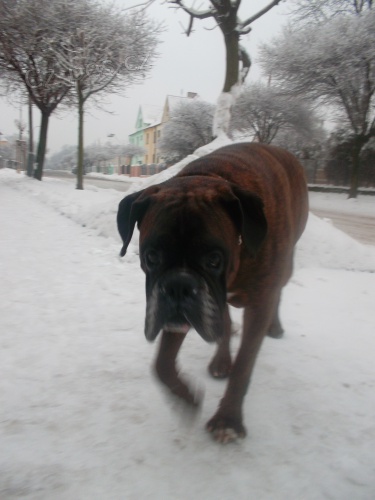 Nab�dka kryc�ho psa