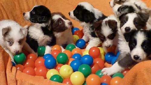 Border kolie k odb�ru i rezervaci