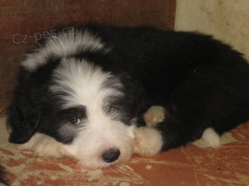 Bearded Collie