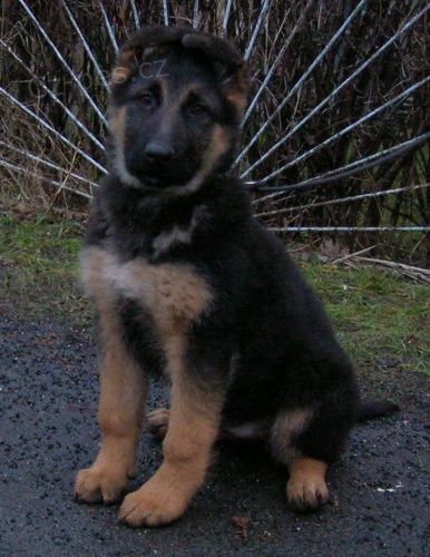 N�meck� ov��k - prod�m �t��ata