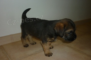 �t��ata - BORDER TERI�R