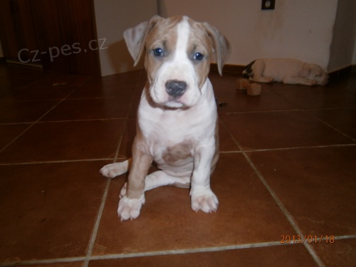 Americk� staford��rsk� terier �t��ata s pp