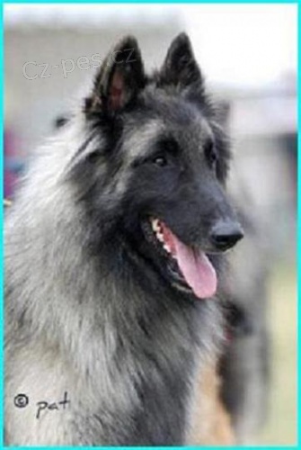 Belgick� Ov��k Tervueren �t��ata s PP