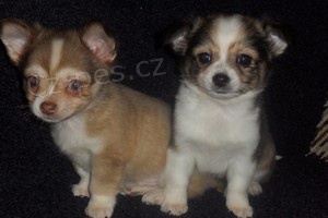 �ivava - �t���tka bez pp