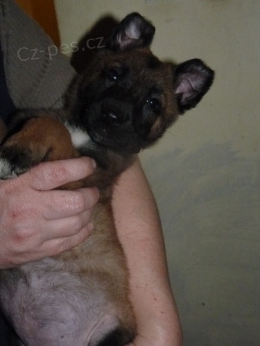 Belgick� ov��k-malinois s PP