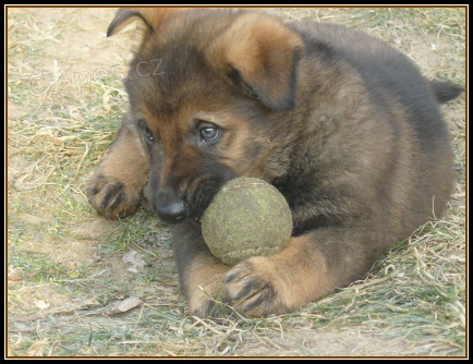 N�meck� ov��k - �t��ata pracov. spojen�