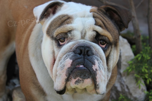 Anglick� buldok - nab�z�m ke kryt�