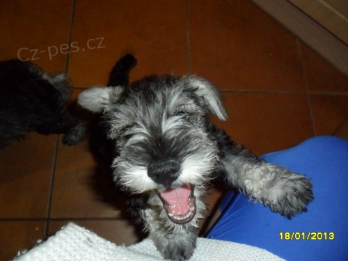 �t��ata P+S s PP