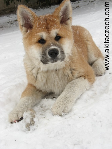 �t�n� akita inu