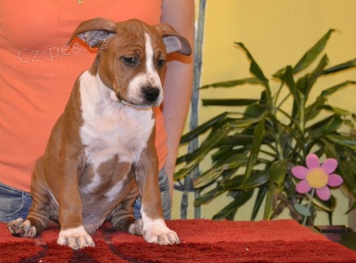 Americk� staford��rsk� terier - �t�n� s PP