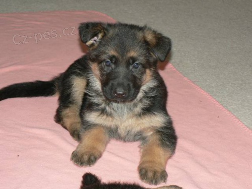 N�meck� ov��k - �t���tka s PP