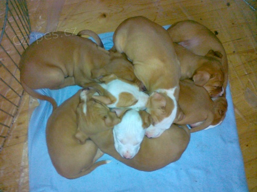 Americk� pitbull teri�r