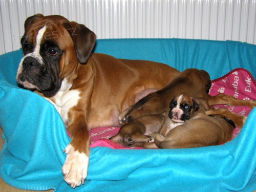 N�meck� boxer - �t��ata