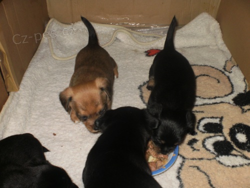 Prod�m �t���tka Schih-tzu k��ene�ek