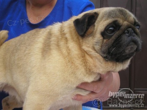 Mops - nab�z�m na kryt� 3 v�born� chovn� psy