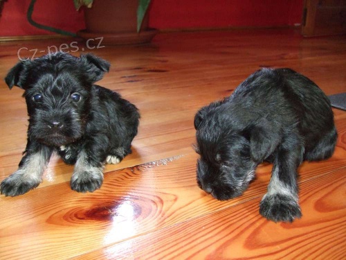 kn�ra� mal� �ernost��b�it�