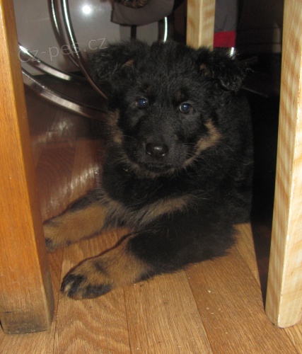 Chodskk� pes - �t��ata s PP