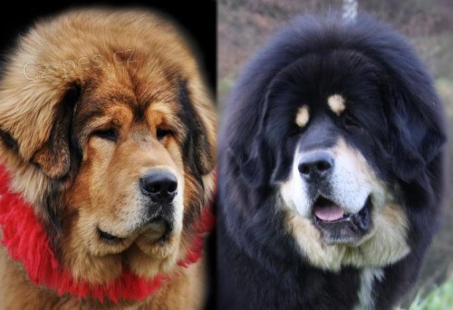 Tibetsk� doga - hl�da� a kamar�d