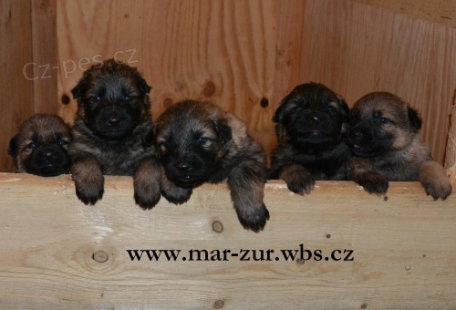 N�meck� ov��k - �t��ata s PP