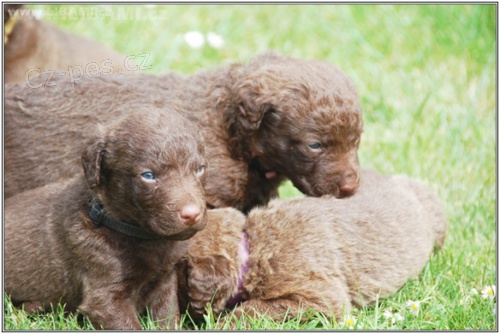 Chesapeake bay retr�vr