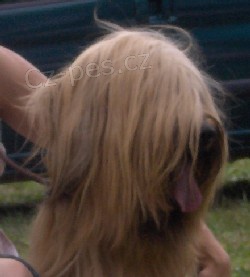 Briard - plav� a �ern� �t��ata s PP