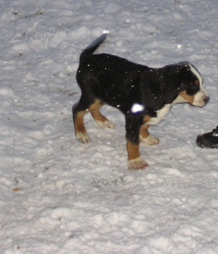 Velk� �v�carsk� sala�nick� pes